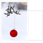 Close-up of red bauble hanging on branch against blurred background by Anonymous