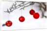 Close-up of red baubles hanging on branch against blurred background by Anonymous