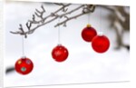 Close-up of red baubles hanging on branch against blurred background by Anonymous