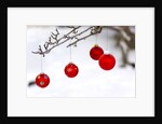 Close-up of red baubles hanging on branch against blurred background by Anonymous