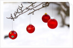 Close-up of red baubles hanging on branch against blurred background by Anonymous