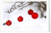 Close-up of red baubles hanging on branch against blurred background by Anonymous