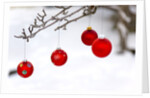 Close-up of red baubles hanging on branch against blurred background by Anonymous