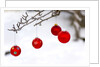 Close-up of red baubles hanging on branch against blurred background by Anonymous