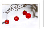 Close-up of red baubles hanging on branch against blurred background by Anonymous