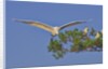 Great Egret in flight by Anonymous