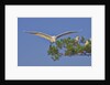 Great Egret in flight by Anonymous