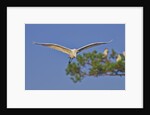 Great Egret in flight by Anonymous