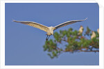 Great Egret in flight by Anonymous