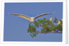 Great Egret in flight by Anonymous