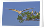 Great Egret in flight by Anonymous
