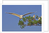 Great Egret in flight by Anonymous