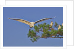 Great Egret in flight by Anonymous