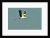 Wood stork flying against blue sky by Anonymous