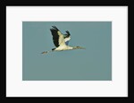 Wood stork flying against blue sky by Anonymous