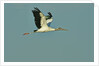 Wood stork flying against blue sky by Anonymous