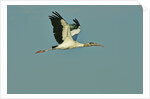 Wood stork flying against blue sky by Anonymous