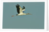Wood stork flying against blue sky by Anonymous