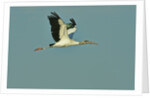Wood stork flying against blue sky by Anonymous