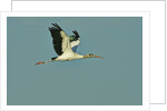 Wood stork flying against blue sky by Anonymous