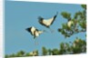 Group of wood storks by Anonymous