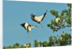 Group of wood storks by Anonymous