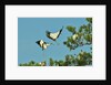Group of wood storks by Anonymous