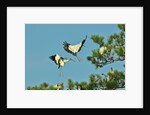Group of wood storks by Anonymous