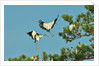 Group of wood storks by Anonymous