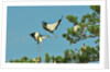 Group of wood storks by Anonymous