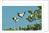 Group of wood storks by Anonymous