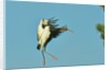 Wood stork before landing on tree branch by Anonymous