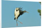 Wood stork before landing on tree branch by Anonymous