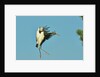 Wood stork before landing on tree branch by Anonymous