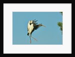 Wood stork before landing on tree branch by Anonymous