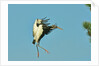 Wood stork before landing on tree branch by Anonymous
