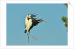 Wood stork before landing on tree branch by Anonymous