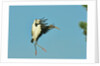 Wood stork before landing on tree branch by Anonymous