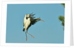 Wood stork before landing on tree branch by Anonymous
