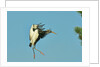 Wood stork before landing on tree branch by Anonymous