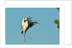 Wood stork before landing on tree branch by Anonymous