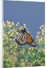 Monarch Butterfly resting on flower buds by Anonymous