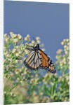 Monarch Butterfly resting on flower buds by Anonymous