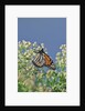 Monarch Butterfly resting on flower buds by Anonymous