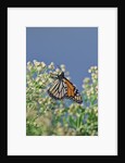 Monarch Butterfly resting on flower buds by Anonymous