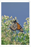 Monarch Butterfly resting on flower buds by Anonymous