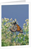 Monarch Butterfly resting on flower buds by Anonymous