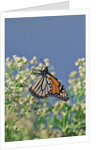 Monarch Butterfly resting on flower buds by Anonymous