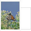 Monarch Butterfly resting on flower buds by Anonymous