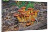 Jack-o-lantern Mushroom growing on dead tree trunk by Anonymous